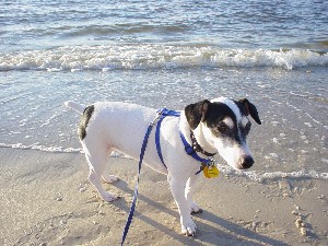 Cassie at the Beach